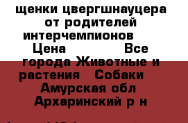 щенки цвергшнауцера от родителей интерчемпионов,   › Цена ­ 35 000 - Все города Животные и растения » Собаки   . Амурская обл.,Архаринский р-н